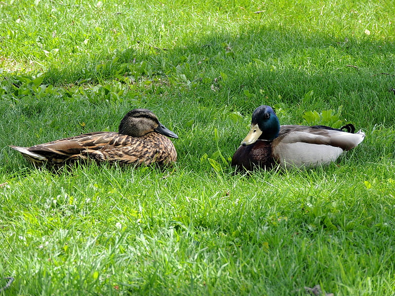 A Lovely Couple, Mallards, Grass, Female, graphy, Ducks, Animals, Male, HD wallpaper