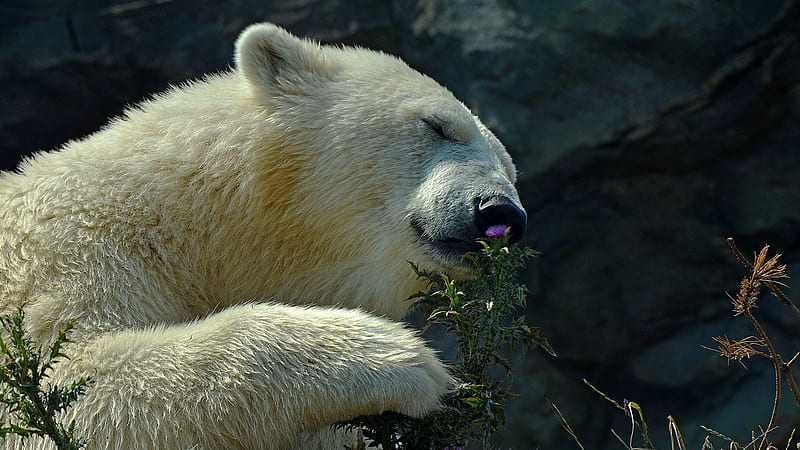 Polar Bear, polar-bear, animals, cute, HD wallpaper