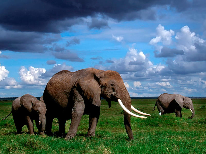 Elephant-Family-On-A-Summer-Day, family, elephants, grass, sky, clouds, green, summer, nature, walk, landscape, animals, HD wallpaper