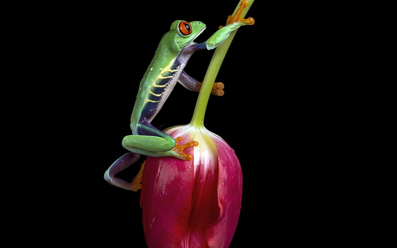 Frog, red, lalea, broasca, black, amphibian, green, flower, tulip, HD wallpaper