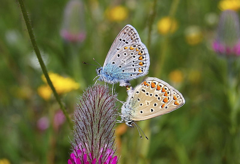 Two Butterflies (Family - Lycaenidae), meadow blue, butterflies, butterfly, lycaenidae, HD wallpaper
