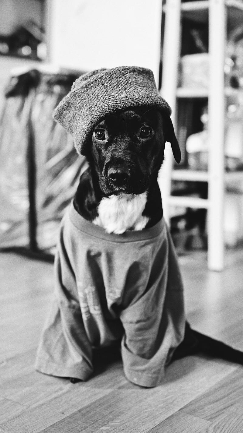 Cute Dressed Dog , pet, bnw, clothes, animal, black and white, cute dressed dof, HD phone wallpaper