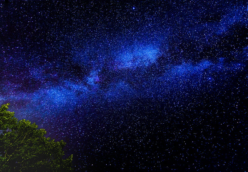 tree, branches, starry sky, stars, night, HD wallpaper