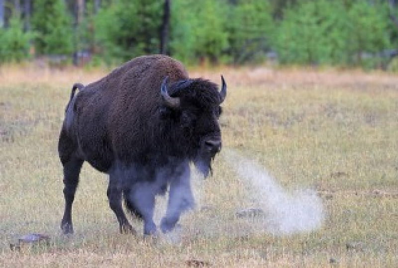 Buffalo Snort Yellowstone National-Park, art, Buffalo Snort, National-Park, walpaper, Yellowstone, animal, HD wallpaper
