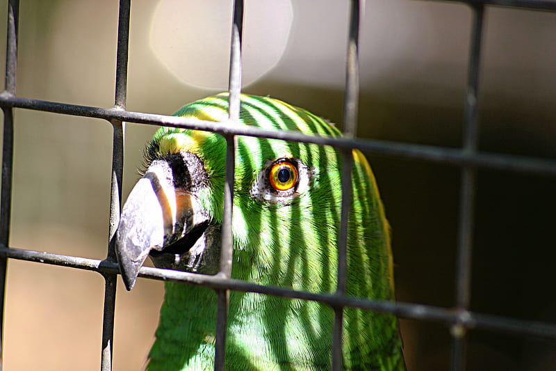 green bird inside cage, HD wallpaper