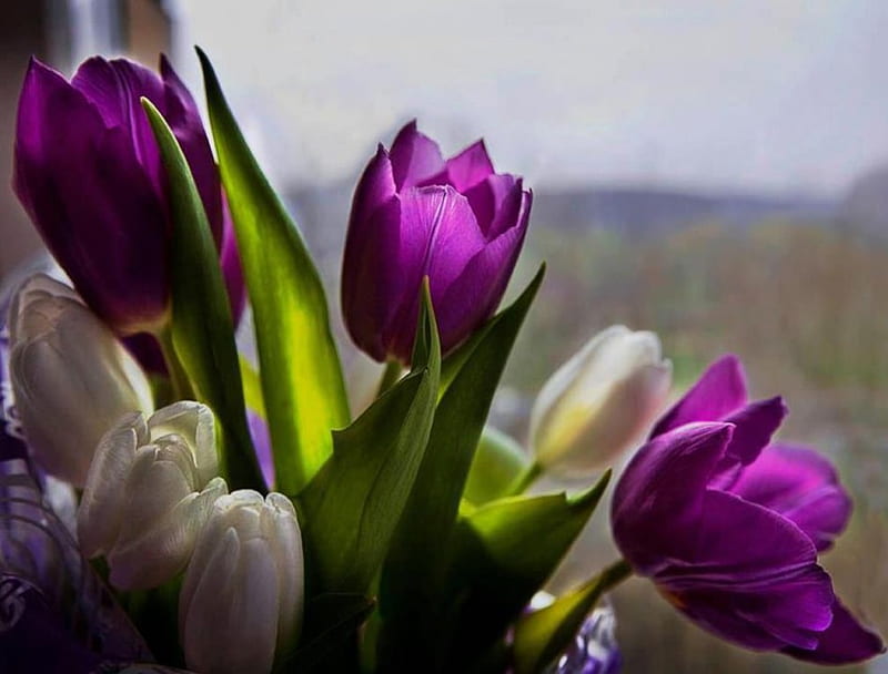 Tulipanes morados y blancos, bonito, hermoso dulce, naturaleza muerta,  bonito, Fondo de pantalla HD | Peakpx