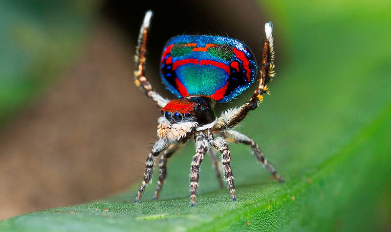 Spider, red, green, peacock, insect, blue, HD wallpaper