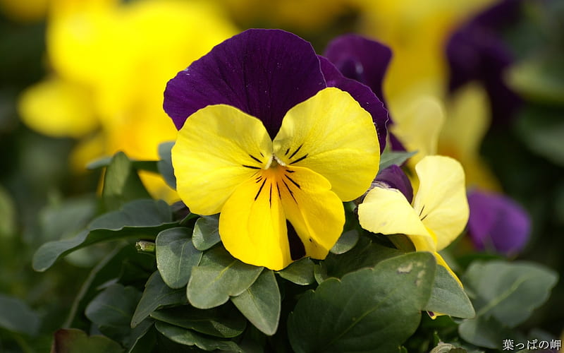 Purple and yellow flowers- Flowers graphy, HD wallpaper