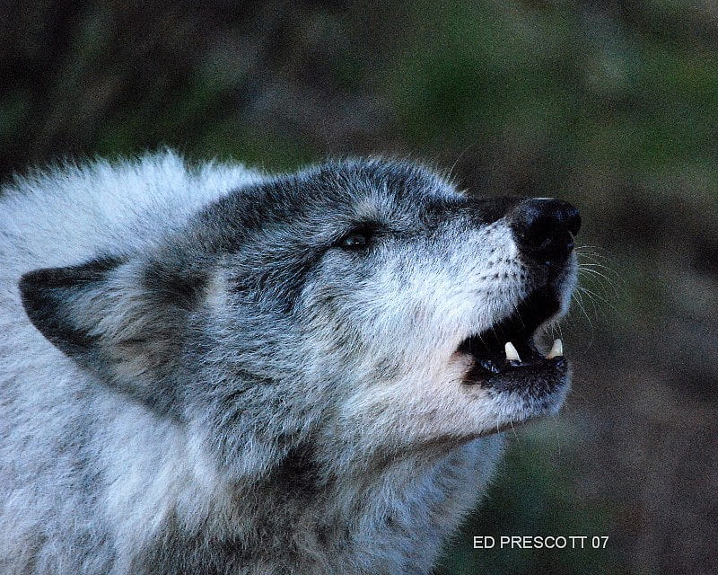 Beautiful Grey Wolf Howling, nature, wolves, white wolves, grey wolves, animals, howling, HD wallpaper