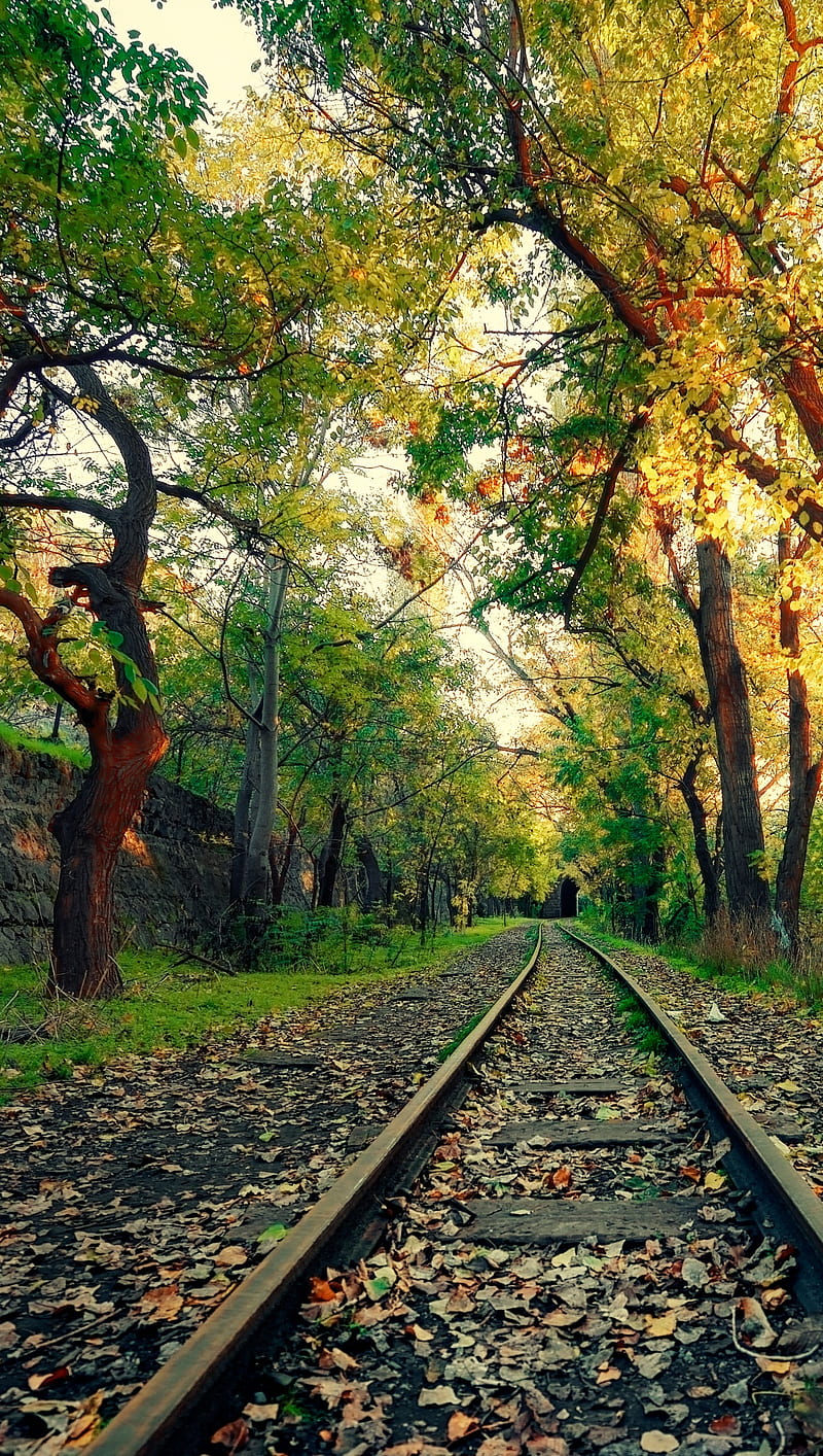 Autumn, train tracks, trees, HD phone wallpaper