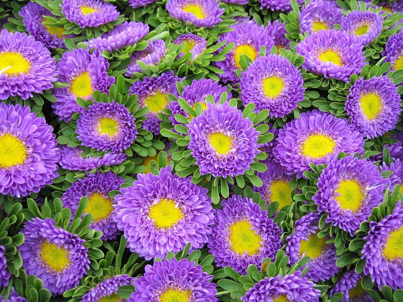Bed of flowers, purple, flowers, yellow, nature, asters, HD wallpaper