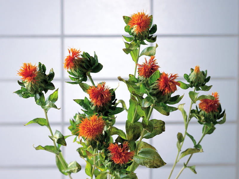 herbaceous flowers - Health Herbal life 04, HD wallpaper