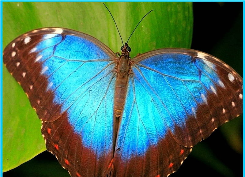 BLUE BUTTERFLIE, blue, papillon, ailes, marron, HD wallpaper