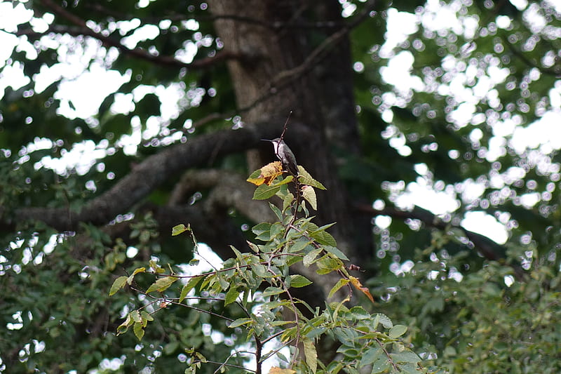 Hummingbird Perched in Tree, Ruby-throated, tree, Hummingbird, perched, HD wallpaper