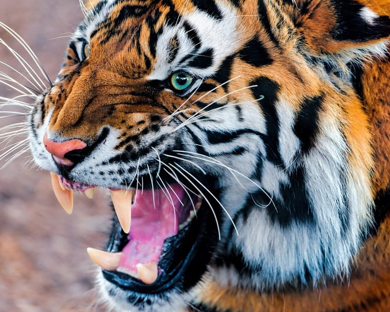 snarling tiger , enraged, cat, big, striped, HD wallpaper