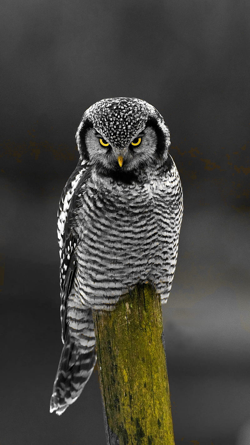 sharp eyes, owl, bird, eyes, yellow eyes, black and white, color, bw, HD phone wallpaper