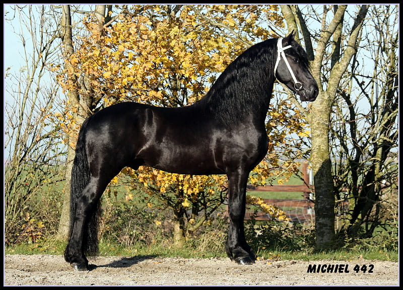 Michiel, friesland, dutch, friesian, black, drafthorse, holland, horses, HD wallpaper