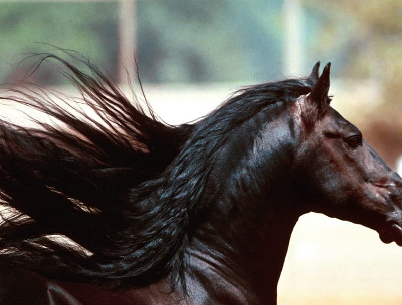 Beautiful Stallion, stallion, bay coloured, horse, HD wallpaper | Peakpx