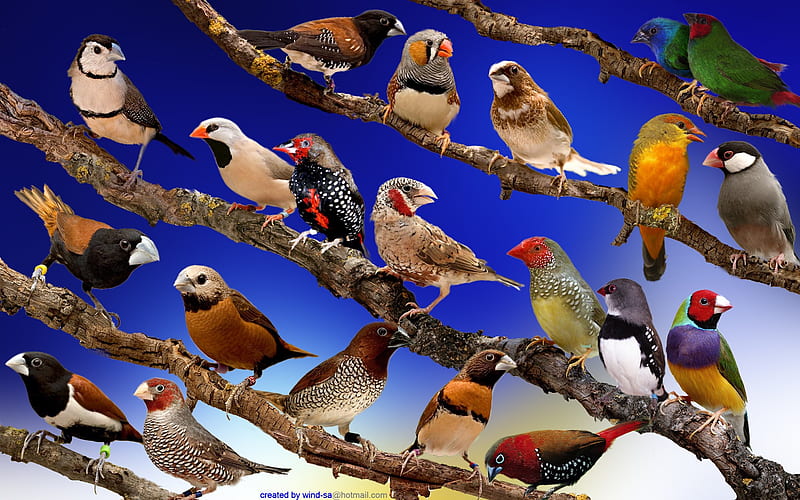 Finches., colour, bird, finch, perch, HD wallpaper