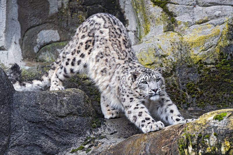 snow leopard, big cat, predator, rocks, HD wallpaper