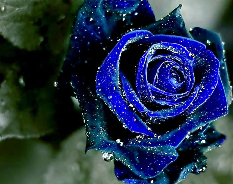 Rosa azul, rosa, gotas de agua, verde, azul, Fondo de pantalla HD | Peakpx