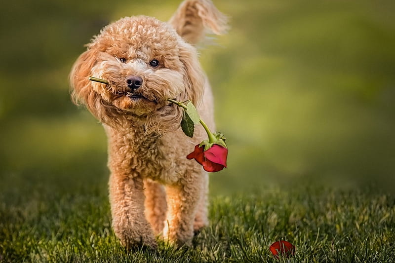 Love is in the air, red, rose, caine, valentine, trandafir, cute, green, flower, funny, puppy, dog, HD wallpaper