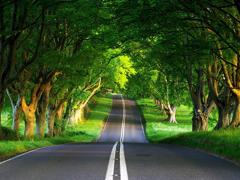 Green Road, nature, nice, road, green, HD wallpaper | Peakpx