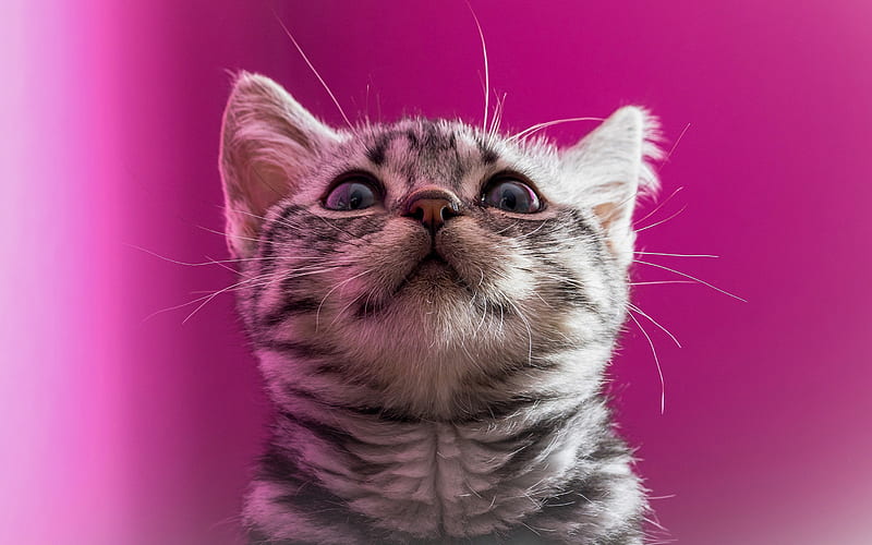 cute gray kitten, funny pets, little gray cat, kittens, pets, HD wallpaper