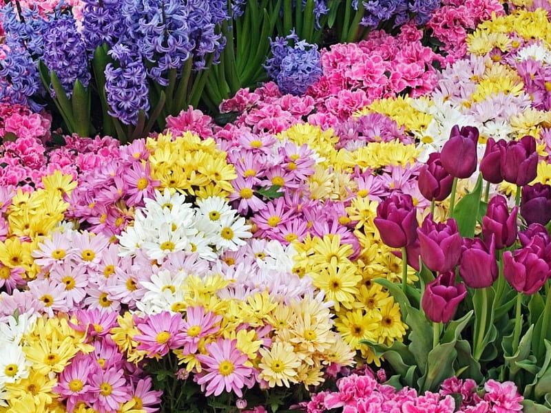 Colourful Array, garden, flowers, mixture of colours, HD wallpaper