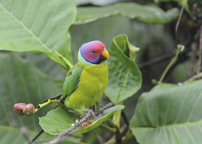 Birds, Animal, Parrot, Plum Headed Parakeet, HD wallpaper