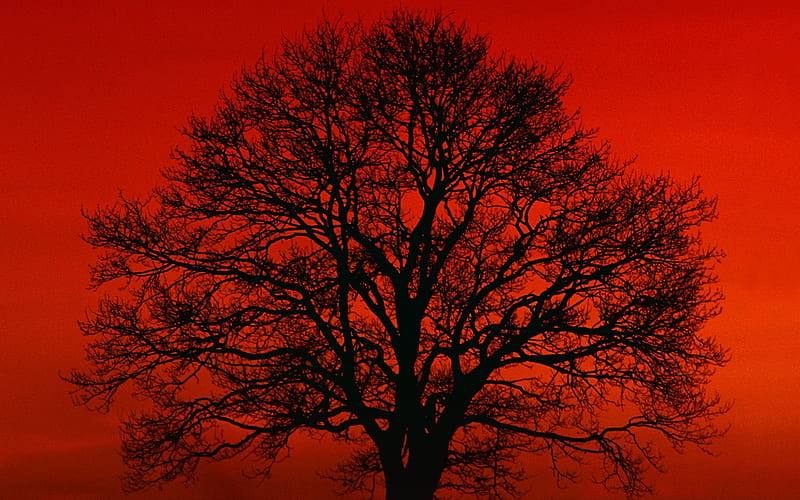 Black and red, black, red, tree, nature, HD wallpaper | Peakpx