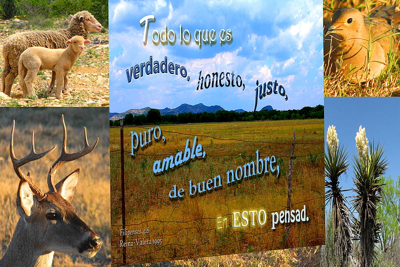 En Esto Pensad, Bible, flowers, dove, pasture, deer, hills, ranch, clouds, sky, sheep, farm, HD wallpaper