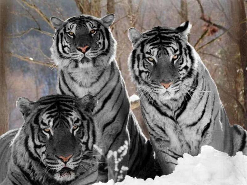White Tiger Trio, bengal, trio, tiger, white, cat, HD wallpaper