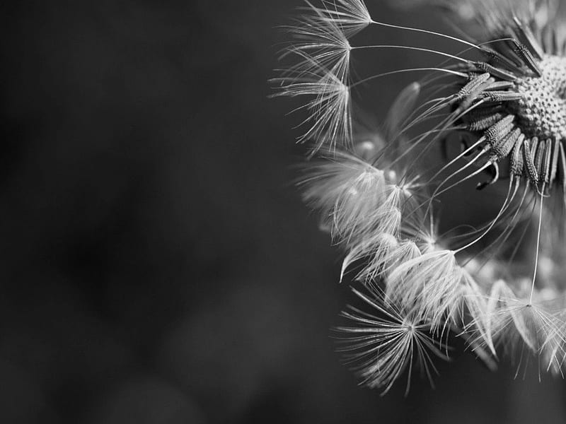 soft, dandelion, graphy, detail, macro, black, beauty, nature, white, HD wallpaper