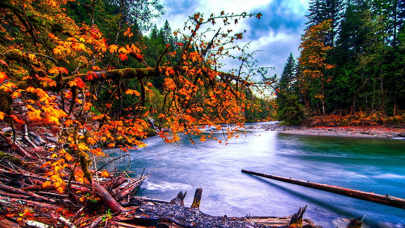 snoqualmie river in washington at autumn r, autumn, logs, river, r, forests, HD wallpaper