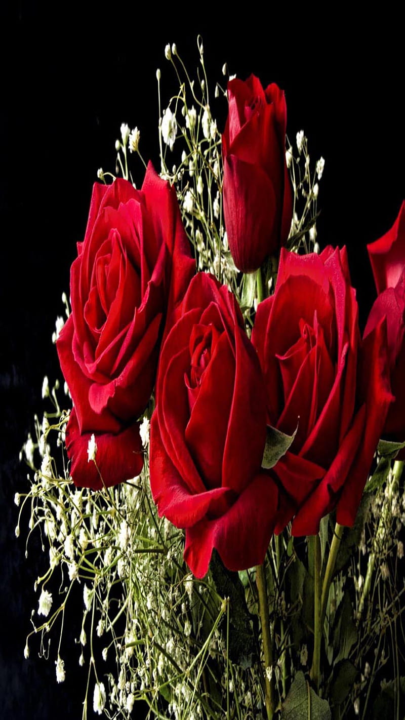 Roses red flowers, bonito, cute, look, nice, HD mobile wallpaper | Peakpx