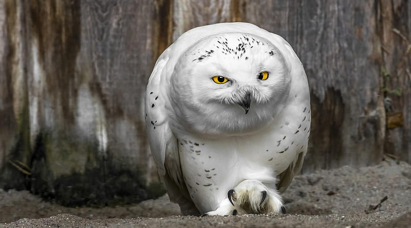 Watch me, Snow owl, White, Owl, Snow, Bird, Eye, HD wallpaper