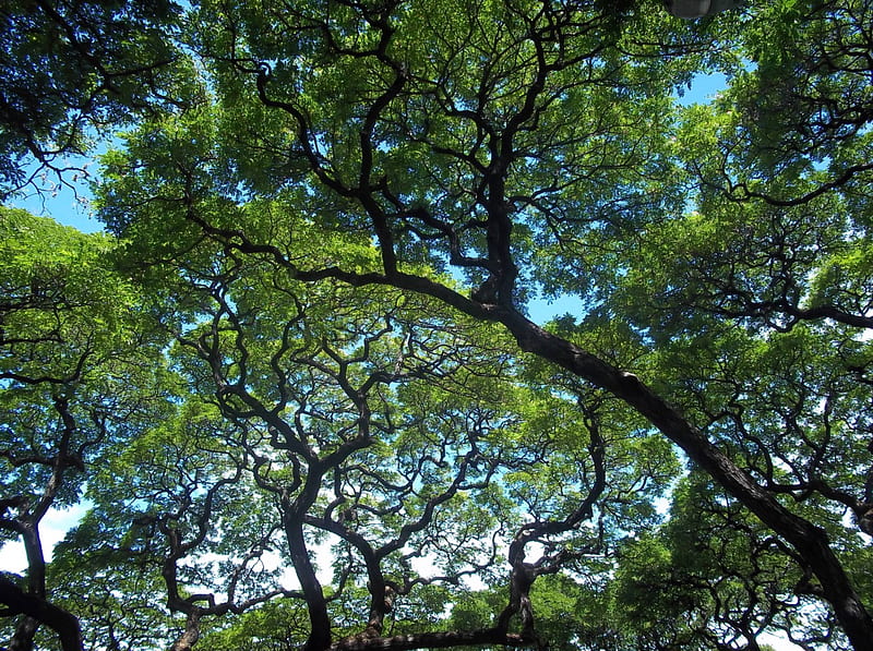 Canopy, tree, nature, sky, HD wallpaper