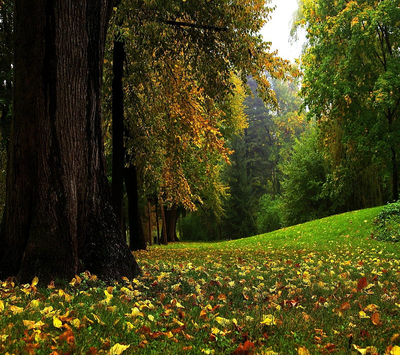 Forest, autumn, nature, tree, HD wallpaper | Peakpx