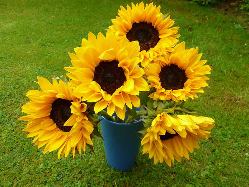 ω✿ω Light in the Garden ω✿ω, grass, fresh, yellow, bonito, sunflower, adoring, love, bright, siempre, flowers, nature, HD wallpaper