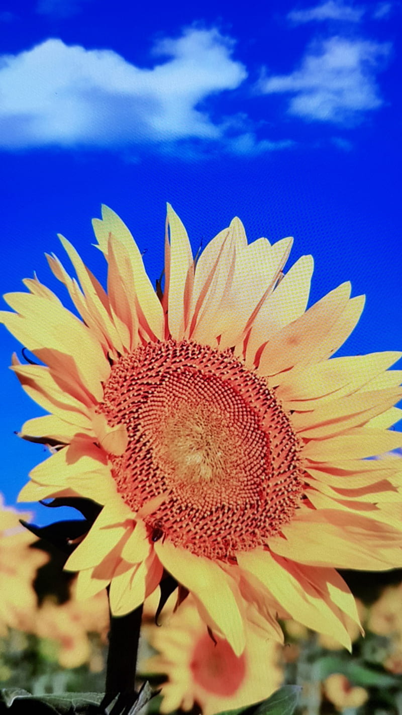 Girasol, yellow, love, arcoiris, campo, flower, luz, sol, soledad, tema, HD phone wallpaper