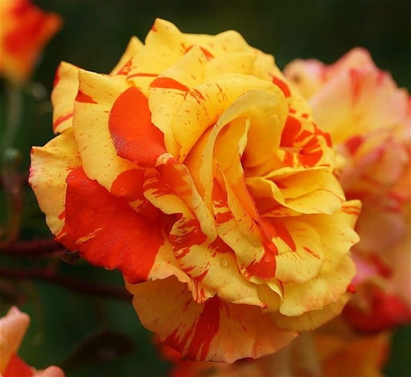Winter Rose, flower, yellow, red, rose, HD wallpaper