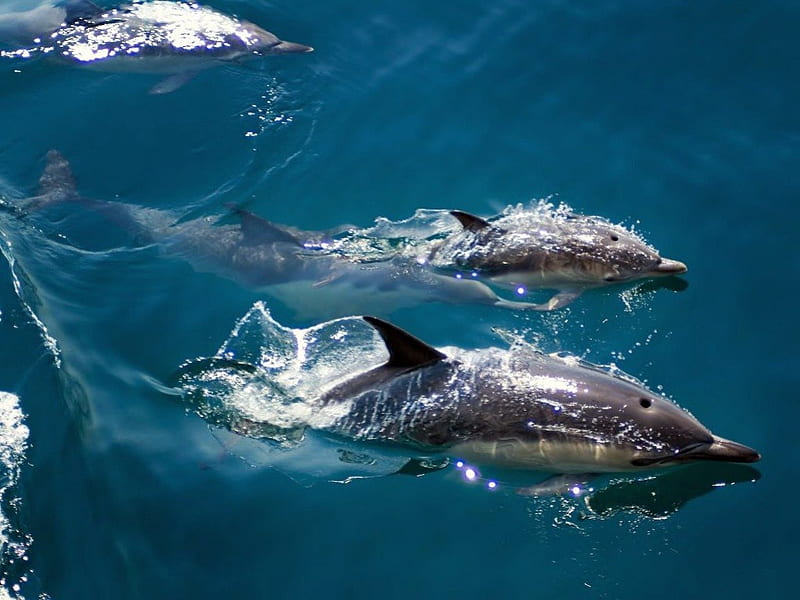 Delfines en movimiento, agua, delfines, animales, océano, Fondo de pantalla  HD | Peakpx