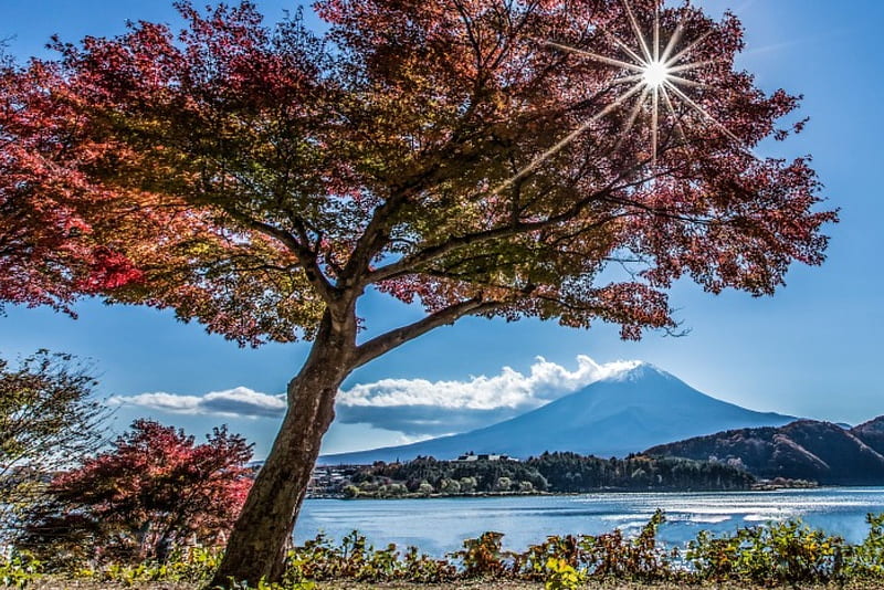 Mount Fuji, Lake Kawaguchi, japan, sun, water, blossoms, spring, landscape, HD wallpaper