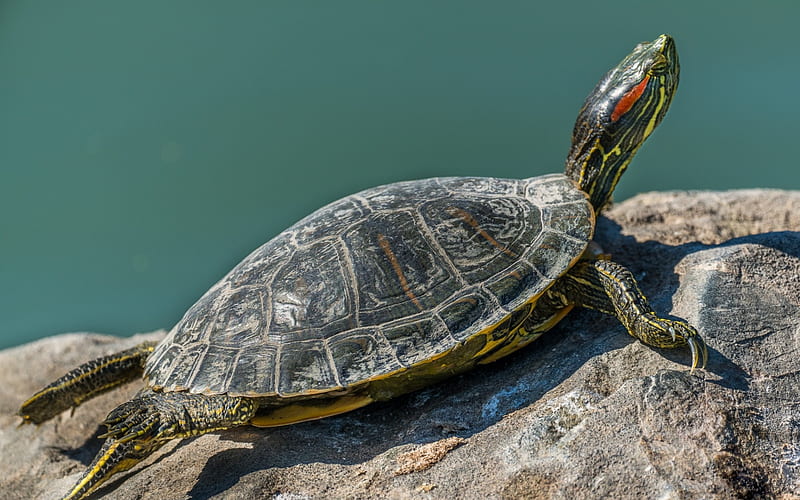 beautiful green turtle, lake, wildlife, freshwater turtles, HD wallpaper