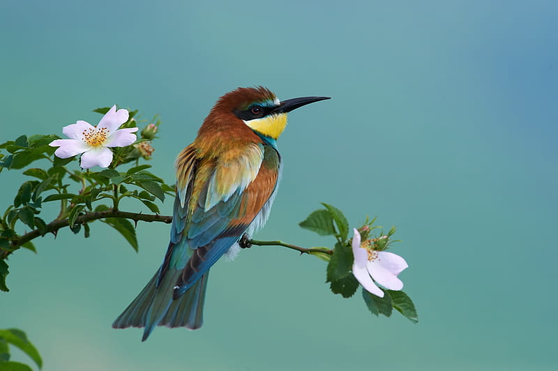 Bee-eater bird, bee eater, colorful, bird, pasari, flower, branch, blue, HD wallpaper