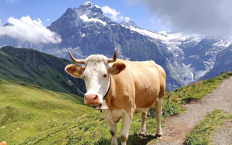 Cow in Swiss Alps, cow, mountains, animal, Alps, farm, Switzerland, HD wallpaper
