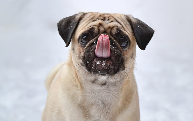 pug, small funny dog, puppy, tongue, pets, HD wallpaper