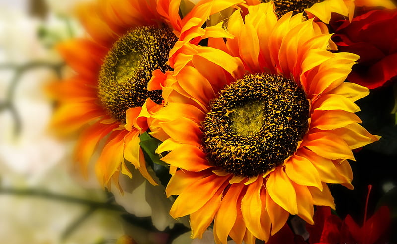 Sunflowers, Yellow, Macro, Flowers, HD wallpaper | Peakpx