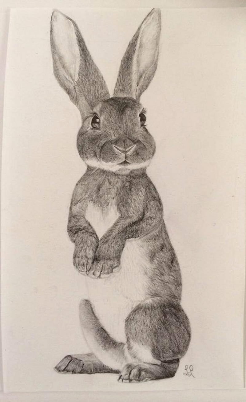 bunny, animal, drawing, fur, pen, pencil, pet, zeichnen, HD phone wallpaper